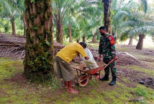 Metode 4 T Babinsa Mampu Perbaiki Hasil Panen Sawit Di Wilayah Pante Ceureumen