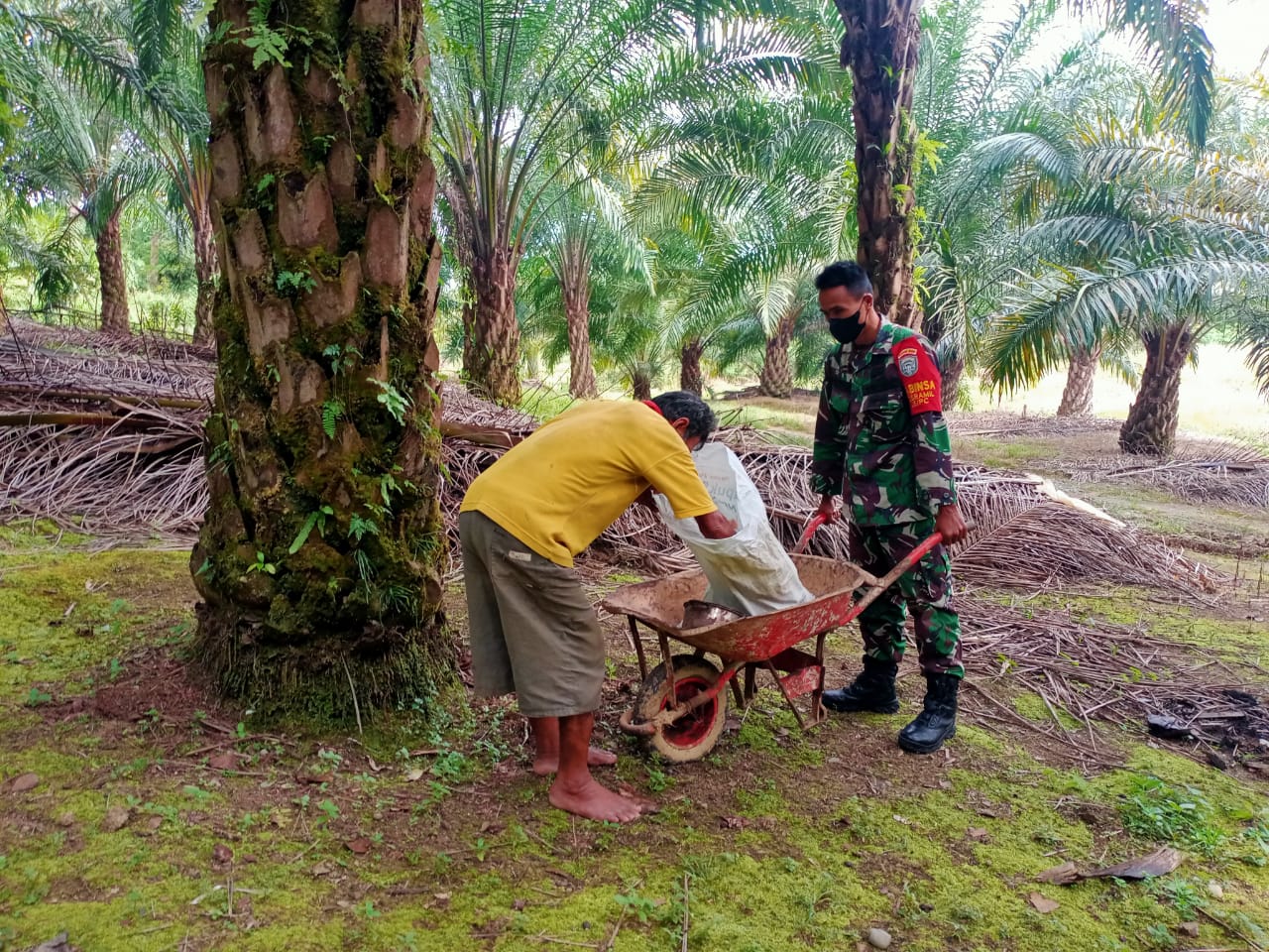 Metode 4 T Babinsa Mampu Perbaiki Hasil Panen Sawit Di Wilayah Pante Ceureumen