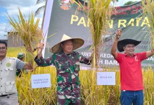 Pejuang Pertanian Aceh Barat Panen Raya Di Hamparan Sawah Wilayah Kecamatan Bubon