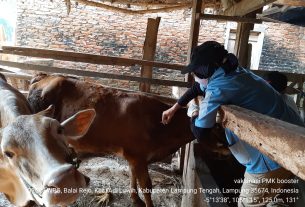 Penyakit Mulut dan Kuku di Provinsi Lampung menuju Zona Hijau, Pemprov Lampung lakukan Berbagai Upaya