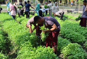 Polres Tulang Bawang Panen Perdana di Kebun Ketahanan Pangan