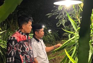 Terang Cahaya PLN Membuat Petani Buah Naga di Sinjai Raup Laba Berlipat-lipat