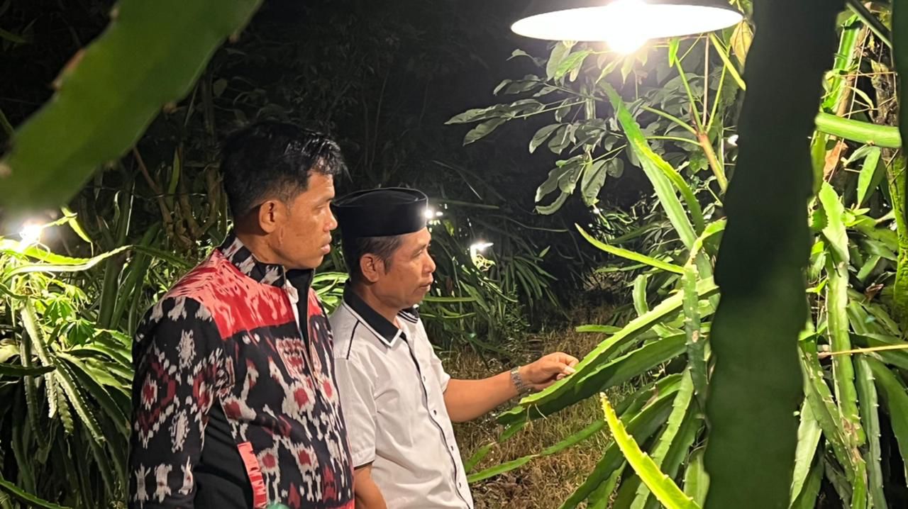 Terang Cahaya PLN Membuat Petani Buah Naga di Sinjai Raup Laba Berlipat-lipat