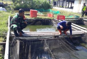 Tingkatkan Ketahanan Pengan di Wilayah, Babinsa Banyuanyar Bersama Warga Laksanakan Panen Lele