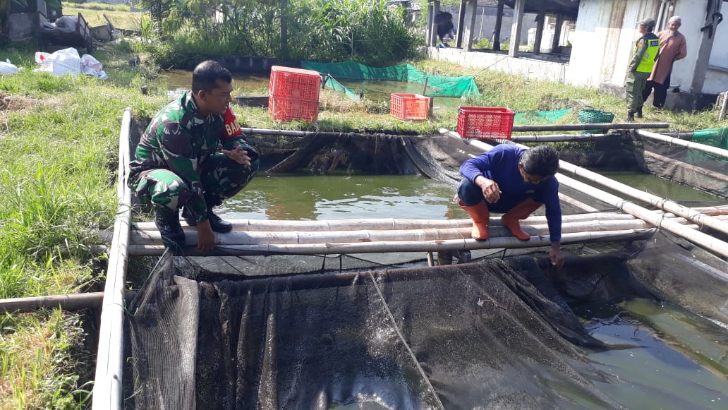 Tingkatkan Ketahanan Pengan di Wilayah, Babinsa Banyuanyar Bersama Warga Laksanakan Panen Lele