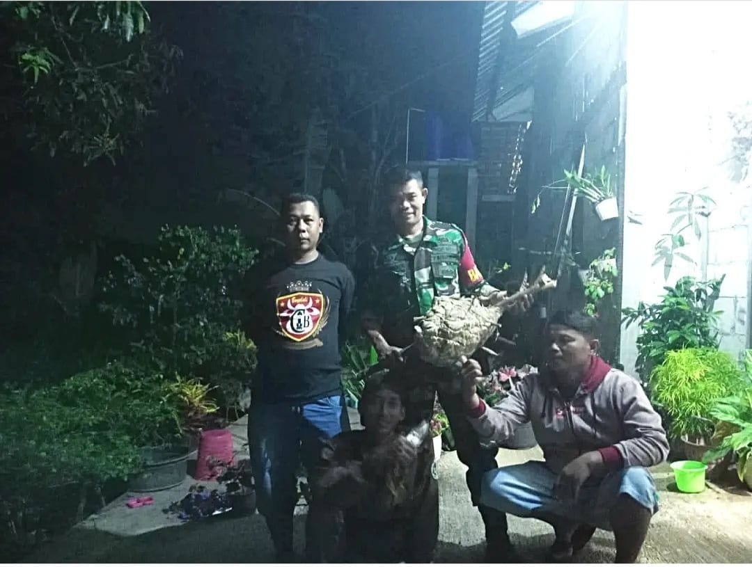 Babinsa Bersama Relawan Musnakan Sarang Tawon Vespa Affinis