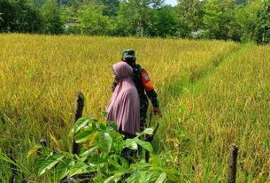 Babinsa Serma T. Mansur Terus Lakukan Pendampingan Dan Cek Perkembangan Padi Milik Warga Binaan