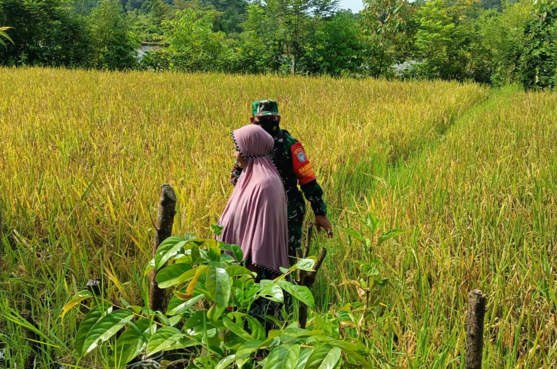 Babinsa Serma T. Mansur Terus Lakukan Pendampingan Dan Cek Perkembangan Padi Milik Warga Binaan