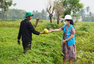 Berkat Program Electrifying Agriculture PLN, Keuntungan Petani Naik 200 Persen