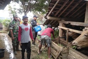 Cegah Penyebaran PMK, Babinsa Temboro Berikan Pendampingan Vaksin Terhadap Hewan Ternak