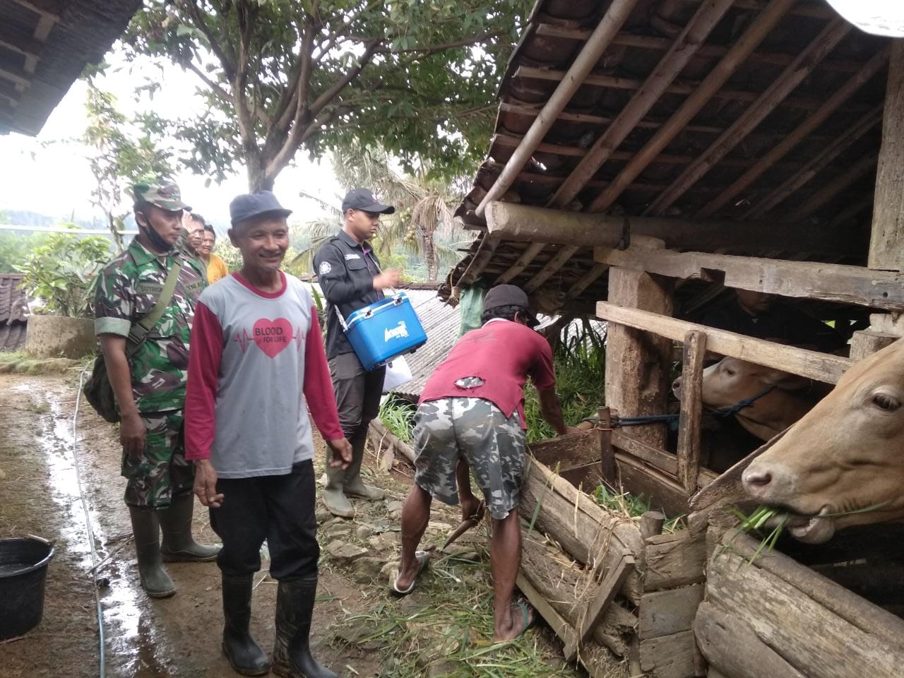 Cegah Penyebaran PMK, Babinsa Temboro Berikan Pendampingan Vaksin Terhadap Hewan Ternak