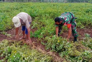 Di Tengah Kesibukan, Babinsa Posramil 05/PC Sempatkan Diri Bantu Petani Panen Kacang Tanah