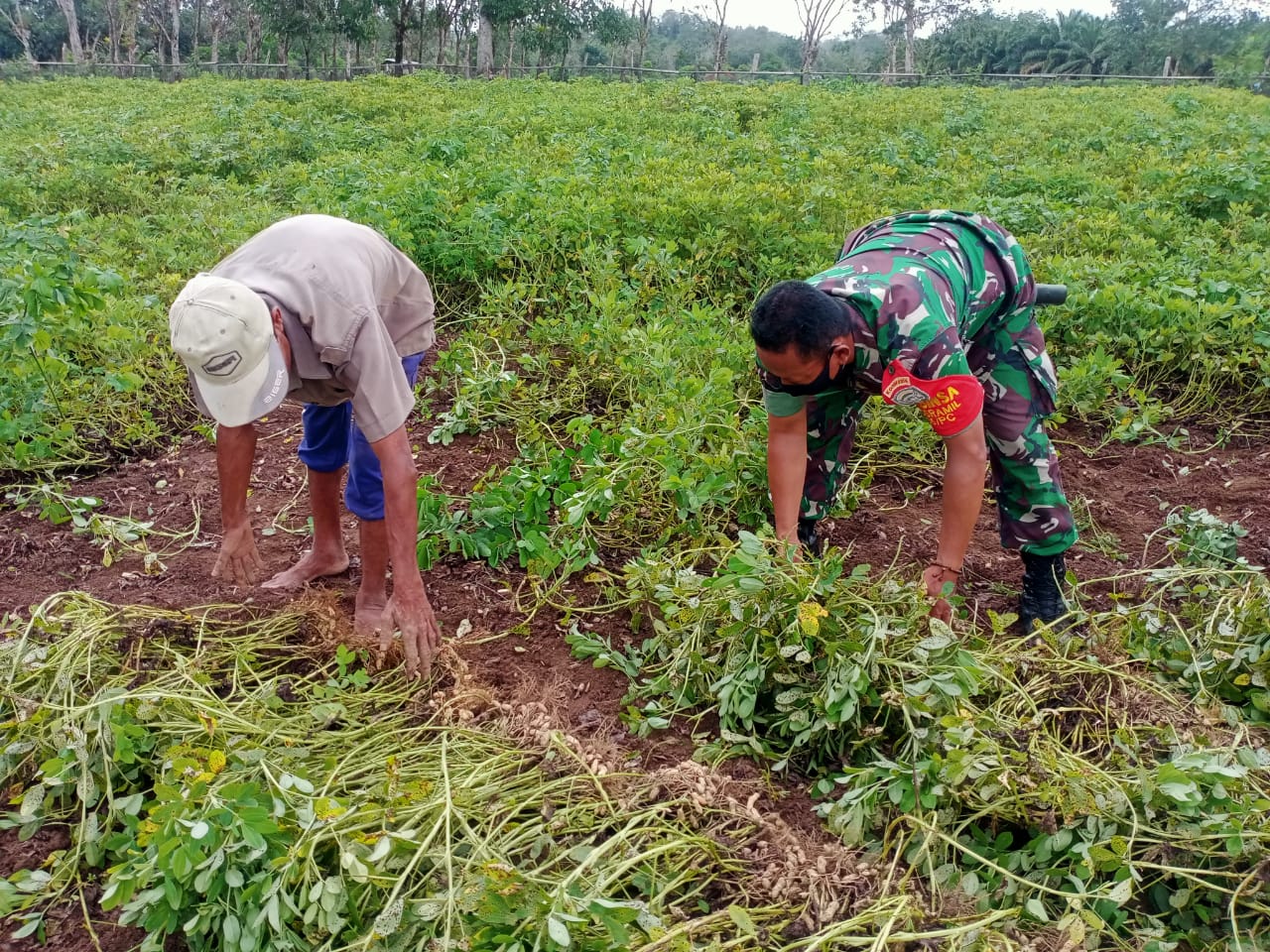 Di Tengah Kesibukan, Babinsa Posramil 05/PC Sempatkan Diri Bantu Petani Panen Kacang Tanah
