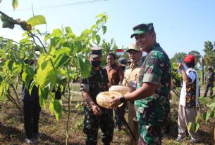 Dilahan 3 Ha, Danrem 074/Warastratama Panen Raya Kacang Sacha Inchi Bersama Forkopimda Kabupaten Wonogiri