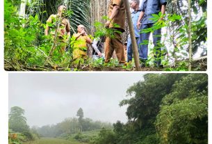 Gulma tebal menutupi permukaan sungai Way Abung