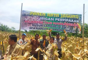 Peltu Bambang Hadiri Panen Raya Jagung Dan Peresmian Irigasi Perpipaan Poktan “ Mawar Merah “ Desa Puhpelem