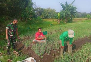 Sukseskan Swasembada Pangan, Babinsa Nogosari Bantu Petani Bersihkan Gulma