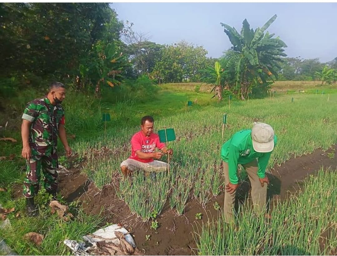 Sukseskan Swasembada Pangan, Babinsa Nogosari Bantu Petani Bersihkan Gulma