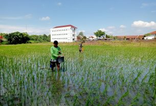 Tingkatkan Ketahanan Pangan, Babinsa Banyuanyar Aktif Turun Ke Sawah Bantu Petani