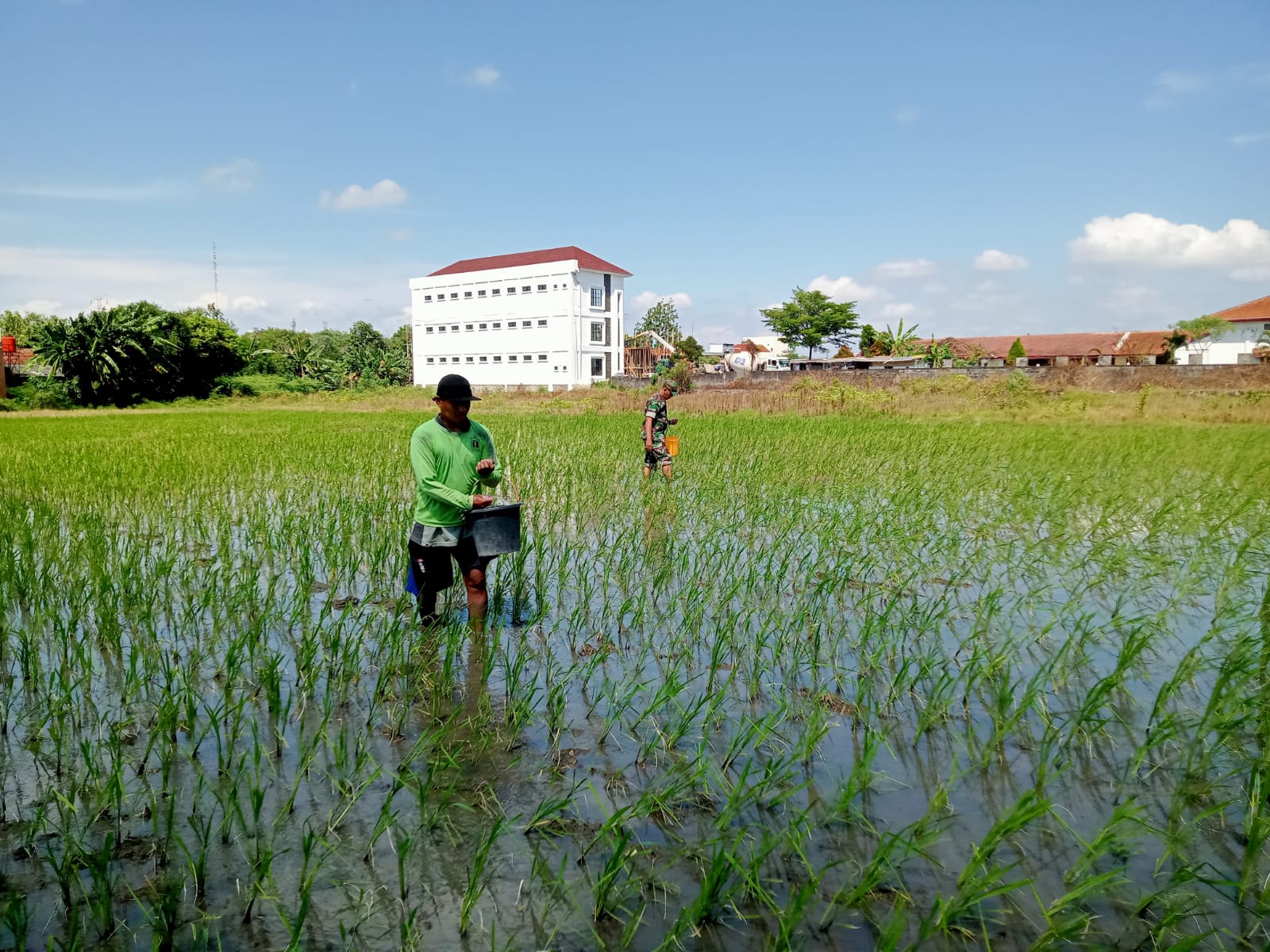 Tingkatkan Ketahanan Pangan, Babinsa Banyuanyar Aktif Turun Ke Sawah Bantu Petani