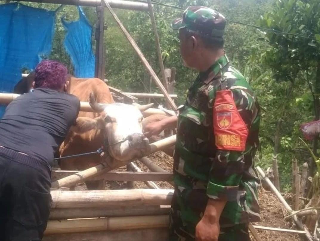 Cegah PMK, Koramil Wonosegoro Sukseskan Vaksinasi Ternak