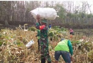 Dukung Program pemerintah Dalam Sukseskan Ketahanan Pangan, Babinsa Wonosegoro Bantu Panen Jagung