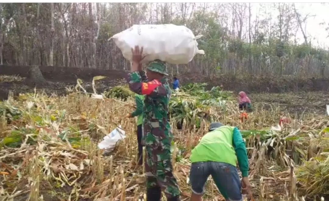 Dukung Program pemerintah Dalam Sukseskan Ketahanan Pangan, Babinsa Wonosegoro Bantu Panen Jagung