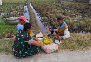 Himbau Tingkatkan Swasembada Pangan, Babinsa Guli Komsos Dengan Petani