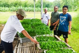 Jaga Ketahanan Pangan, Kodim Bojonegoro Budidaya Tanaman Cabai