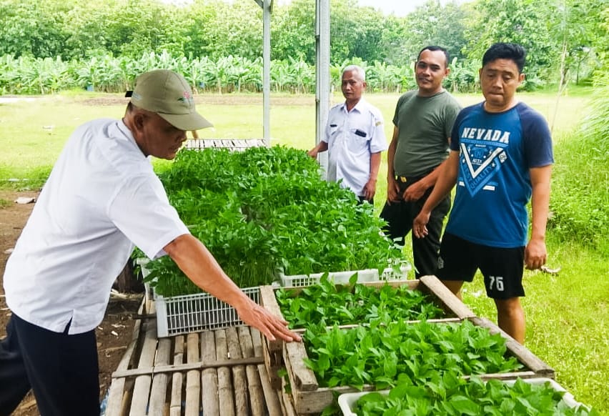 Jaga Ketahanan Pangan, Kodim Bojonegoro Budidaya Tanaman Cabai