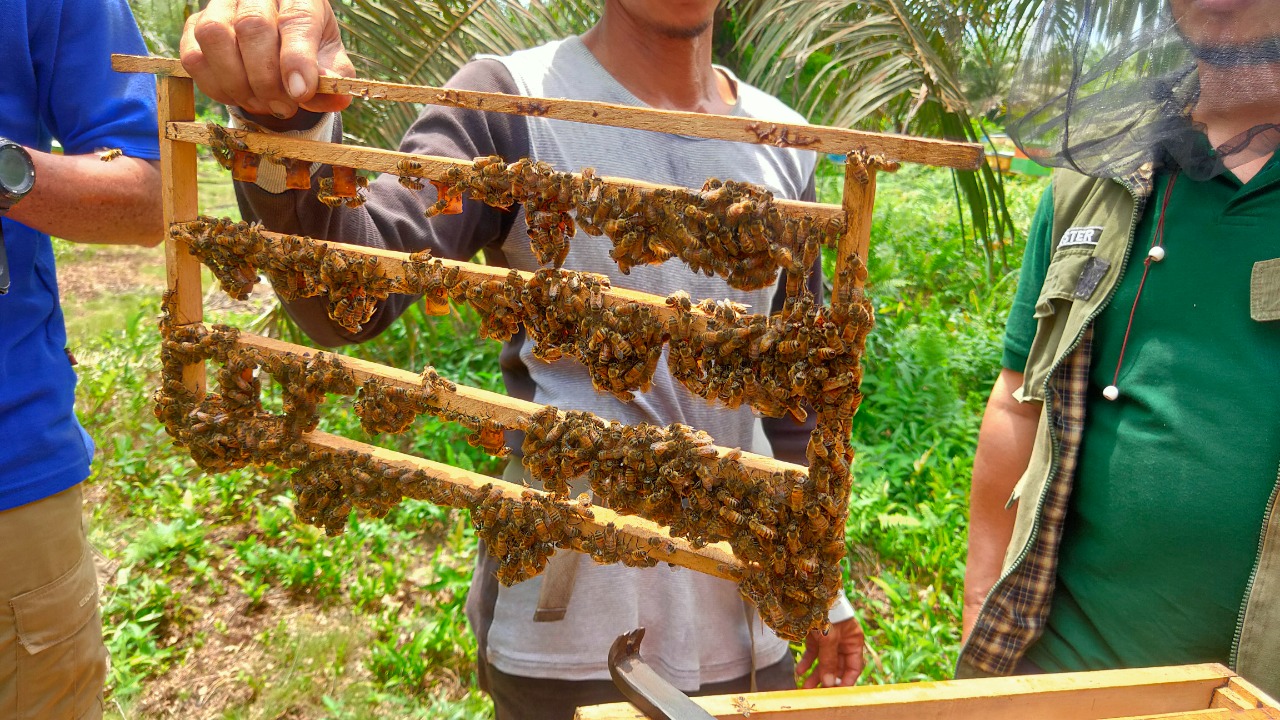 Sempat Hampir Bangkrut, Usaha Madu Hutan di Jambi Kini Moncer di Pasar Digital Melalui Marketplace PLN Mobile