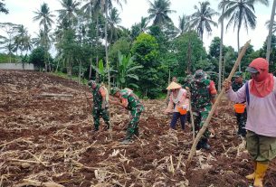 Sukses Panen 4 Ton, Koramil Kedaton Kembali Bertani Jagung