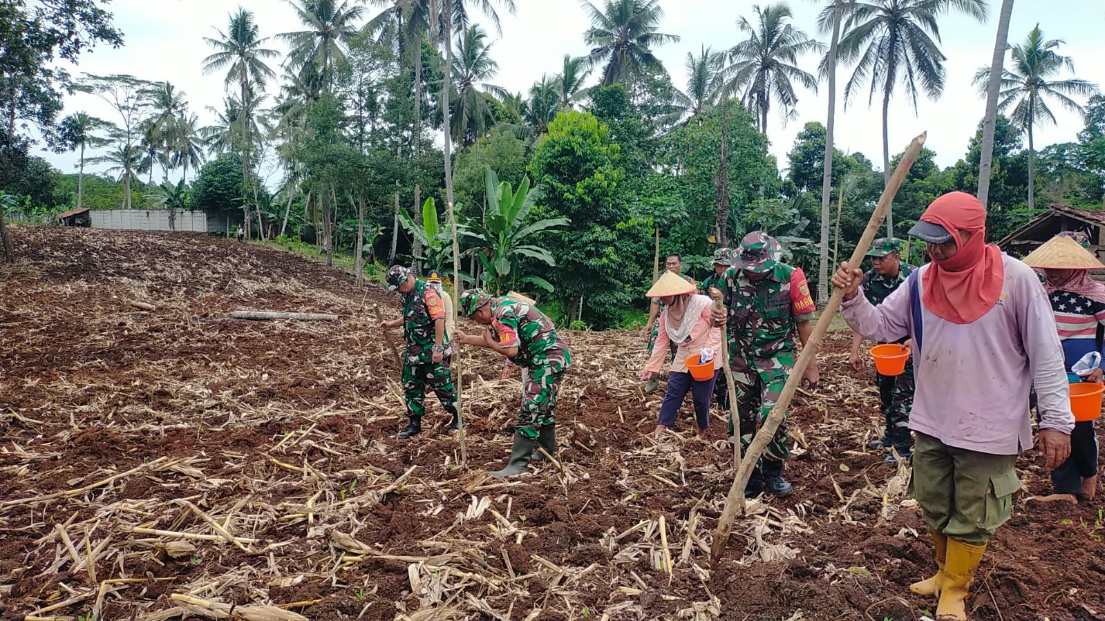 Sukses Panen 4 Ton, Koramil Kedaton Kembali Bertani Jagung