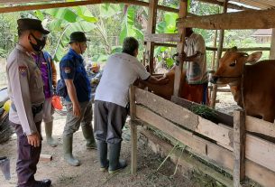 Vaksinasi Hewan Ternak, Polsek Lambu Kibang Terjunkan Bhabinkamtibmas Bersama Vaksinator