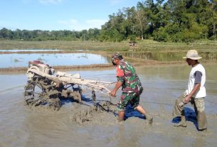 Sukseskan Swasembada Pangan, Beginilah Aksi Babinsa Posramil 05/PC Bantu Petani