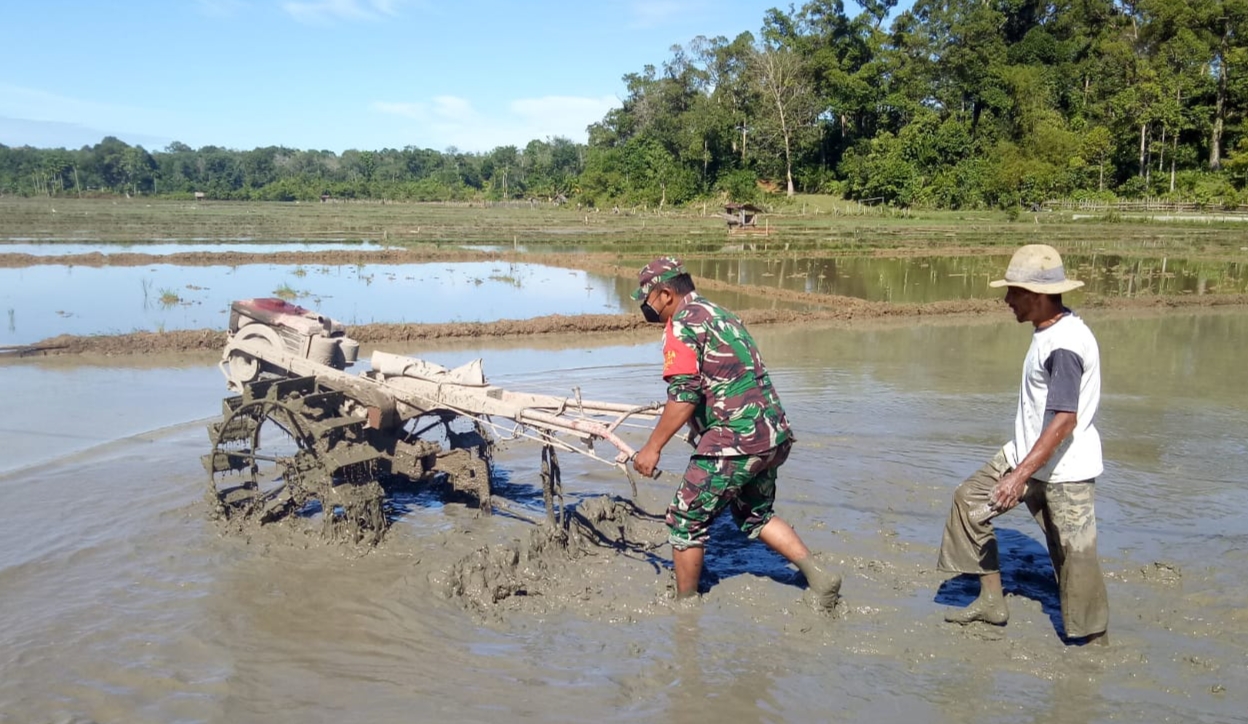 Sukseskan Swasembada Pangan, Beginilah Aksi Babinsa Posramil 05/PC Bantu Petani