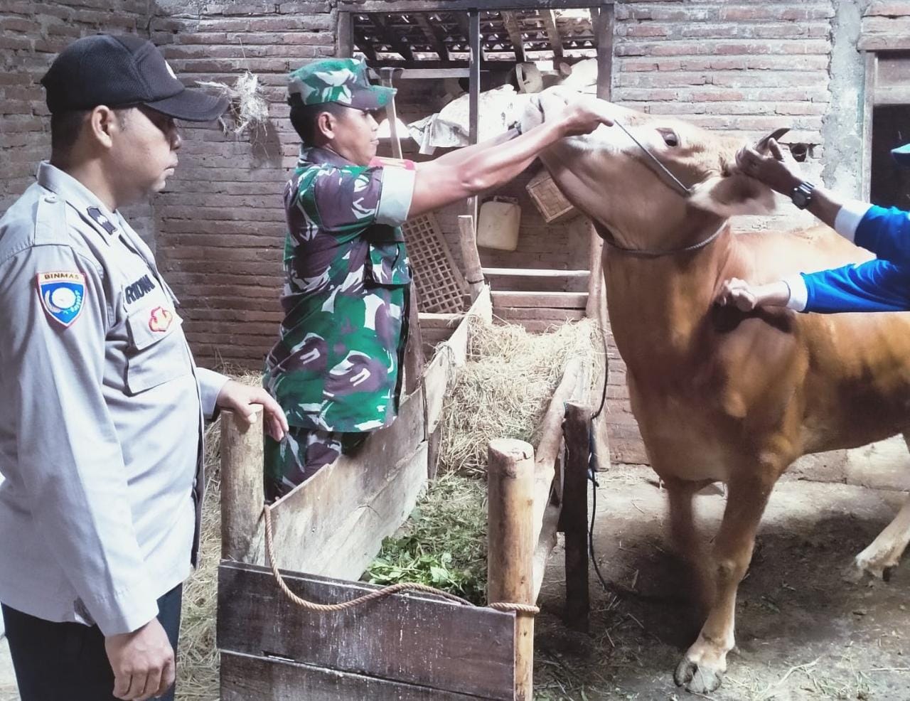 Cegah PMK, Babinsa Dampingi Vaksinasi Hewan Ternak Warga Binaan