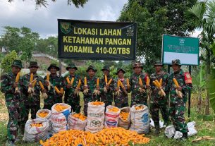 Panen Jagung Di Lahan Demplot, Danramil : Program Ini Untuk Wujudkan Ketahanan Pangan