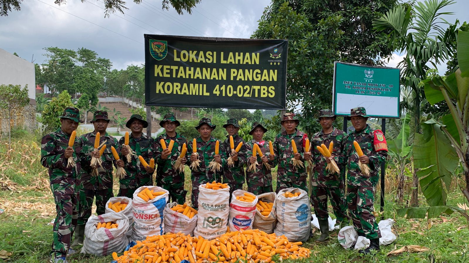 Panen Jagung Di Lahan Demplot, Danramil : Program Ini Untuk Wujudkan Ketahanan Pangan