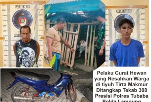 Pelaku Curat Hewan yang Resahkan Warga di tiyuh Tirta Makmur Ditangkap Tekab 308 Presisi Polres Tubaba Polda Lampung.