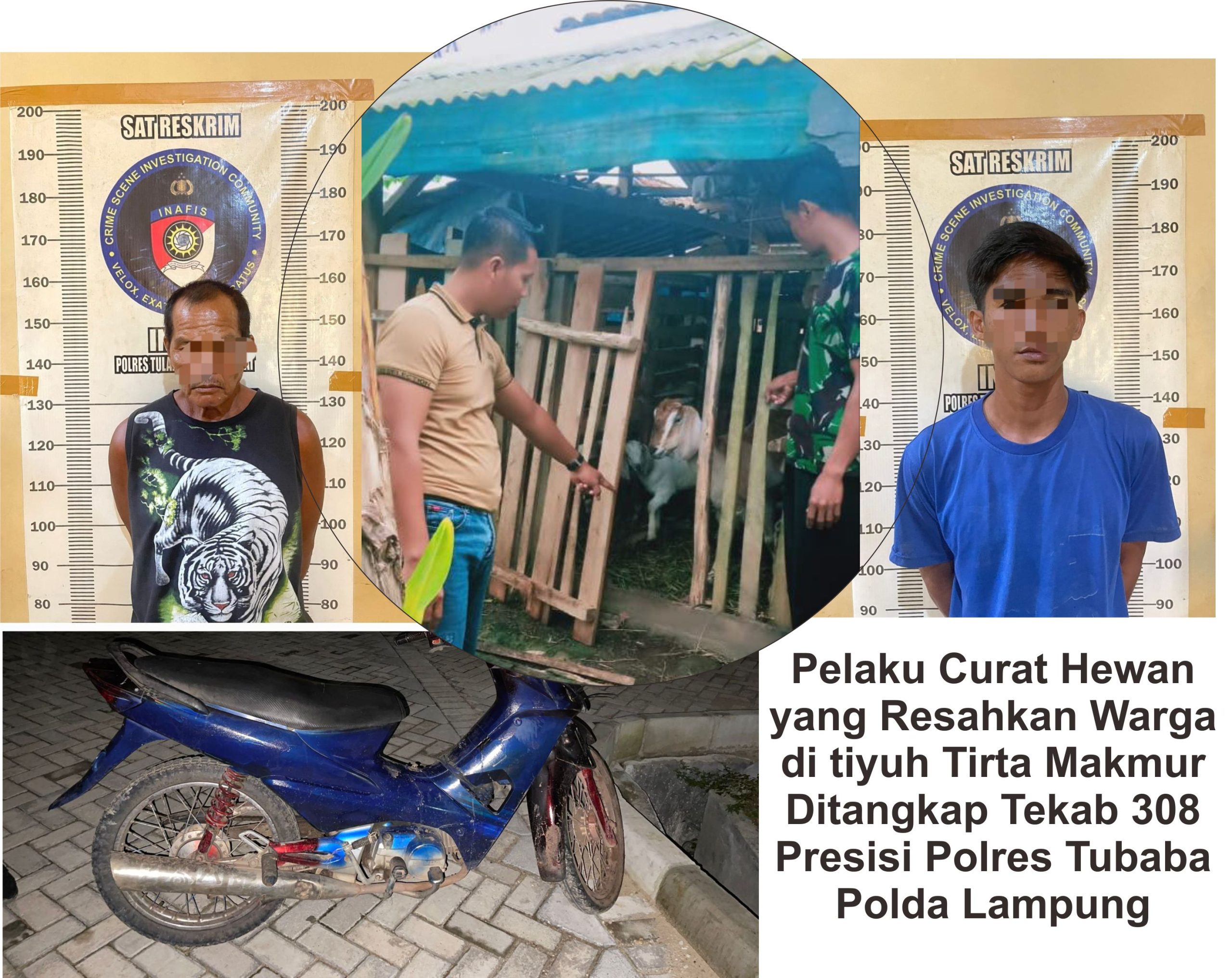 Pelaku Curat Hewan yang Resahkan Warga di tiyuh Tirta Makmur Ditangkap Tekab 308 Presisi Polres Tubaba Polda Lampung.