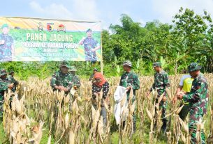 Perkuat Ketahanan Pangan, Kodim Bojonegoro Panen Raya Jagung