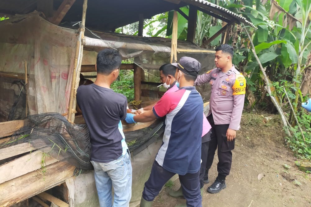 Polsek Penawartama Dampingi Langsung Penyuntikan Vitamin B Komplek Pada Puluhan Ekor Sapi