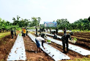 Sinergi dengan Pemkab, Kodim Bojonegoro dan Koramil Jajaran Tanam Cabai Secara Serentak