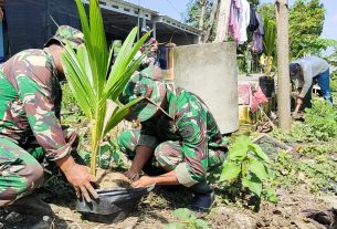 Sinergitas TNI di Bojonegoro bersama Masyarakat Tanam Ratusan Pohon Kelapa Genjah