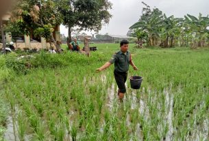 Tingkatkan Ketahanan Pangan, Babinsa Karangasem Terjun ke Sawah Bantu Pemupukan   