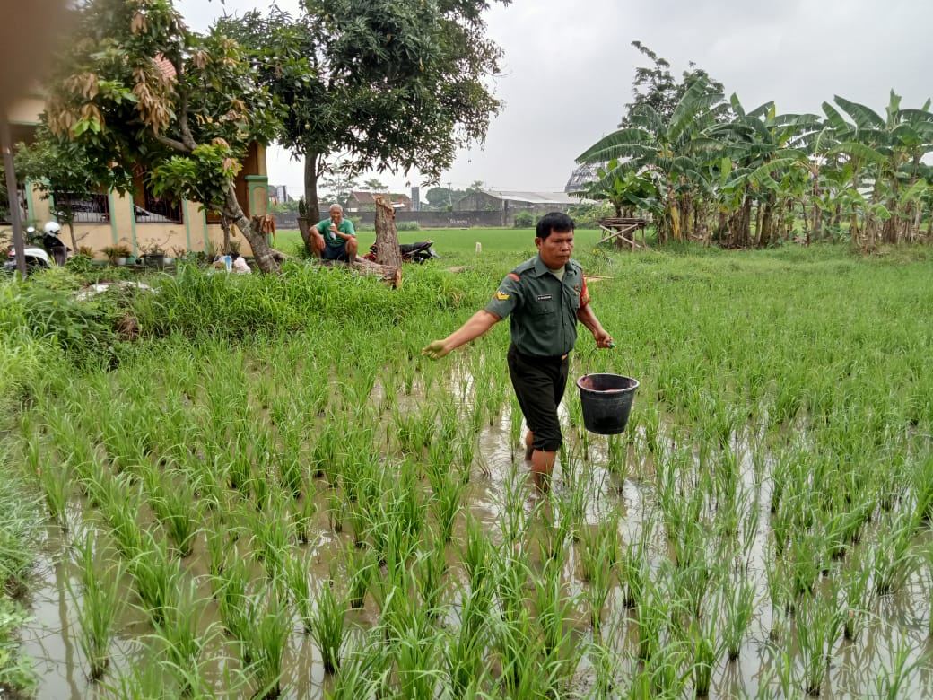 Tingkatkan Ketahanan Pangan, Babinsa Karangasem Terjun ke Sawah Bantu Pemupukan   