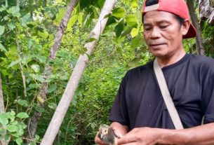 Lestarikan Satwa Langka, PLN Berhasil Tetaskan 9 Telur Burung Maleo