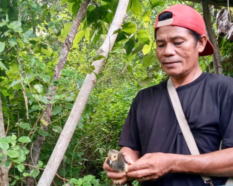 Lestarikan Satwa Langka, PLN Berhasil Tetaskan 9 Telur Burung Maleo