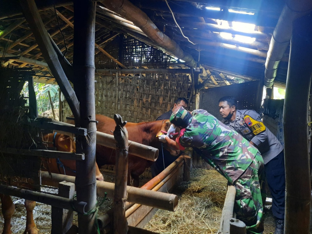 Optimalisasi Penanganan PMK Babinsa dampingi Dinas Pertanian, Pasang Eartag Barcode Guna Pendataan Hewan Ternak